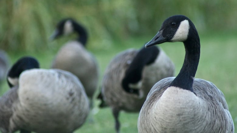 A Canadian goose is photographed in clear focus on a green field. In the background, in soft focus, are three other geese feeding on grass.