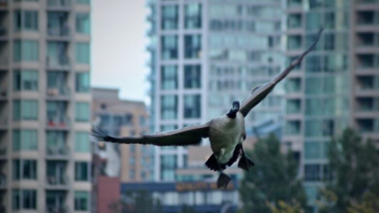 A Canada goose flies in front of downtown condos.