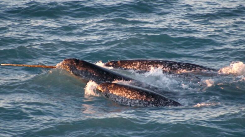 A pod of narwhals surfaces in northern Canada