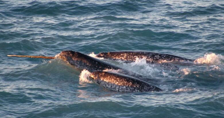 A pod of narwhals surfaces in northern Canada