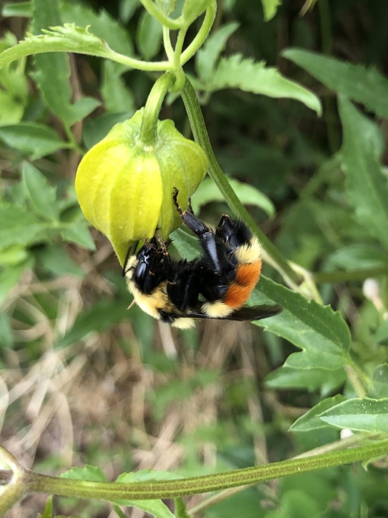 A fuzzy yellow and orange bee hands upside down from a closed flower.