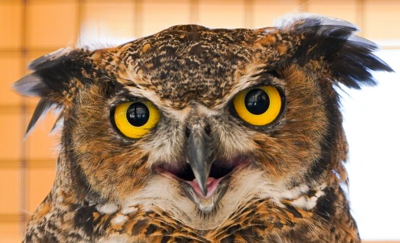 A close up of an owl.