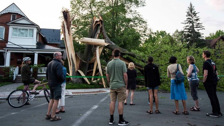 People gather on the street in front of a massive snapped maple tree.