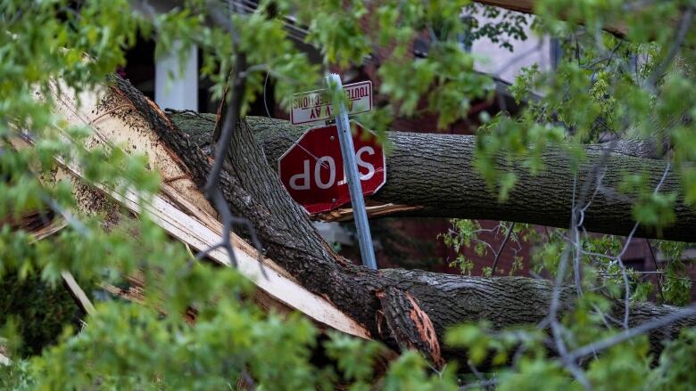 A crumpled stop sign nestled in the wreckage of a downed tree.