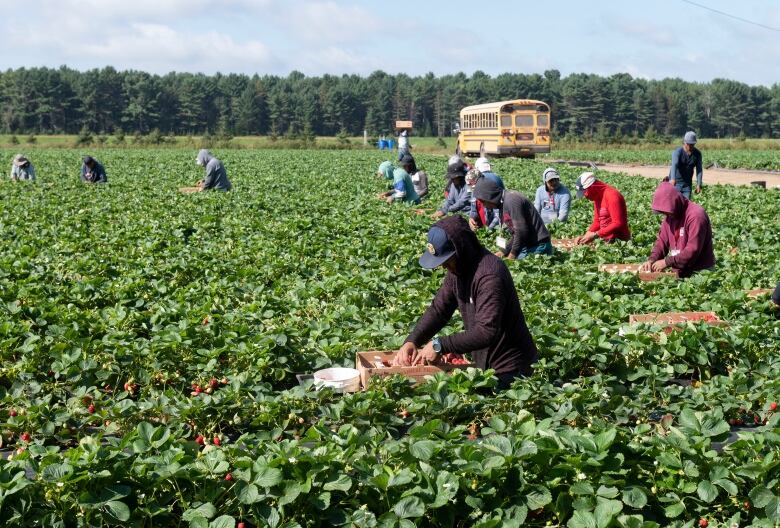 Mexican and Guatemalan workers pick strawberries at a farm in Pont Rouge, Quebec, on August 24, 2021. THE CANADIAN PRESS/Jacques Boissinot