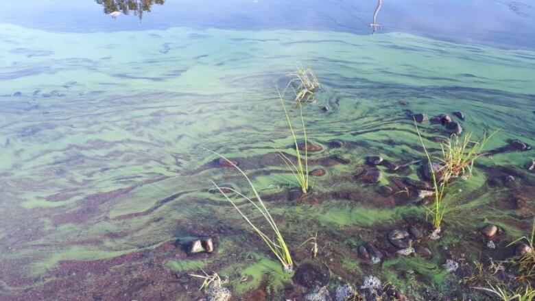 specks of blue green algae in water