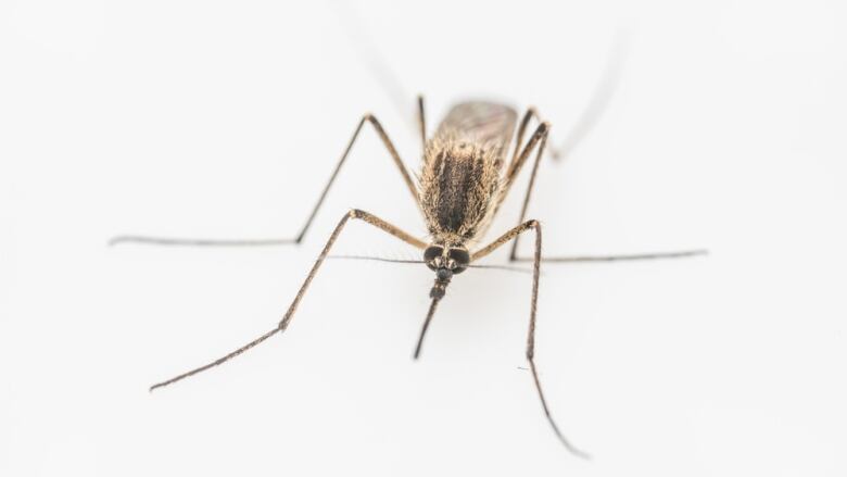 A close up photo of a mosquito.