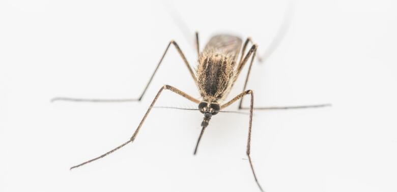 A close up photo of a mosquito.