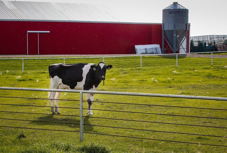 A black-and-white cow stands on green grass, with a red barn in the background.