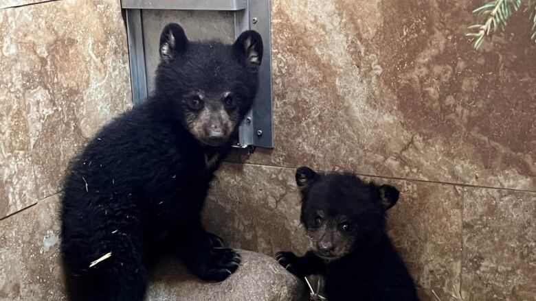 Two orphaned bear cubs at the Northern Lights Wildlife shelter in Smithers, B.C. The animals were rescued in May, 2022 in Houston, B.C. and Horsefly, B.C. 