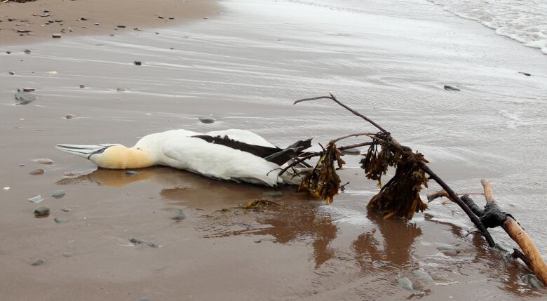 A dead northern gannet washed up on a beach.