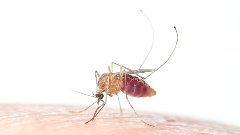 A mosquito perches on the wrist of a human.