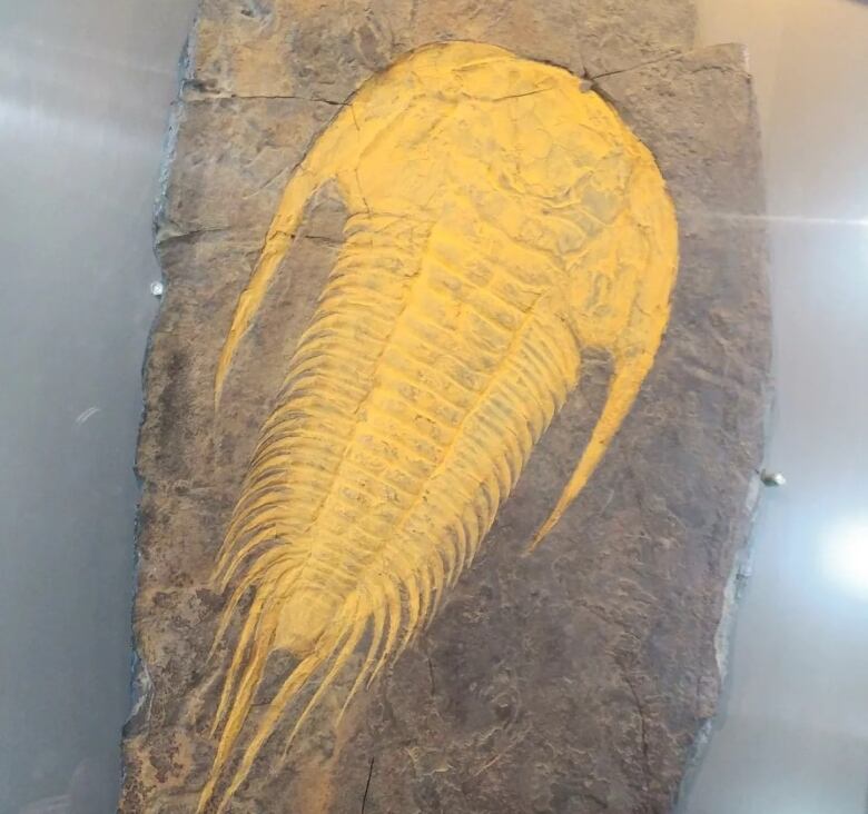 A Trilobite fossil