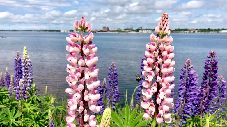 Pink and purple lupin flowers against a backdrop of harbour, city in background.