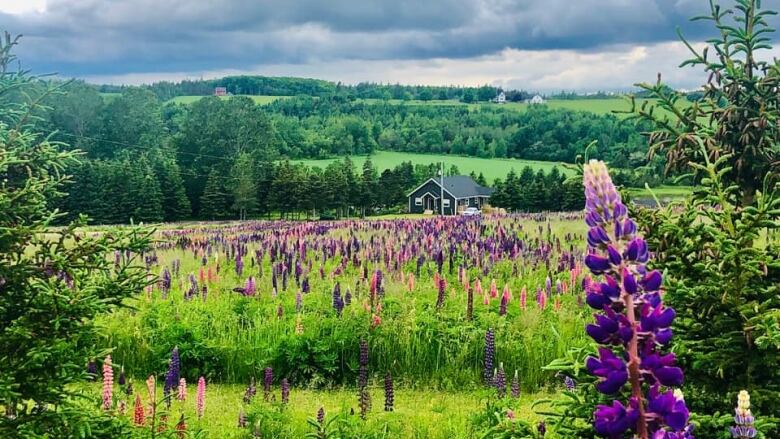 Purple and pink lupins in a rolling field with a dark, moody sky.