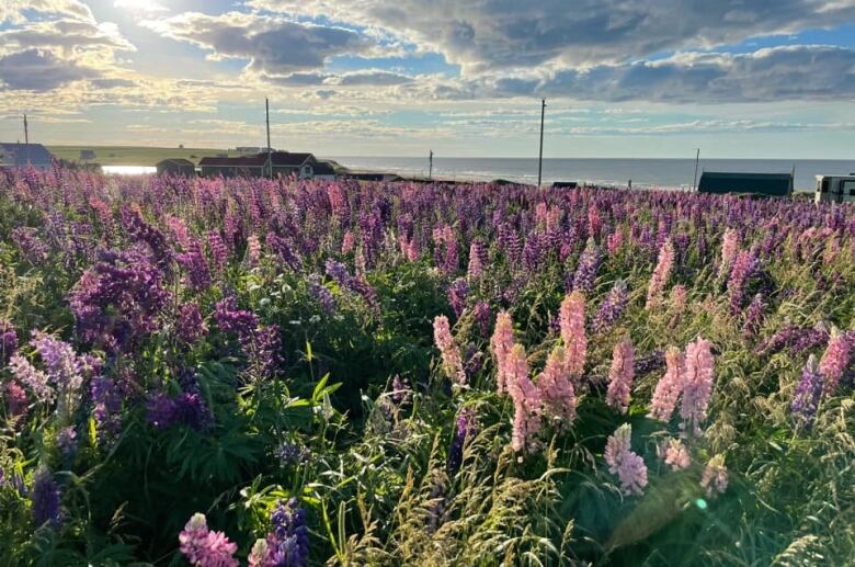 Pink and purple lupins against a shore background, cottages, with a moody sky