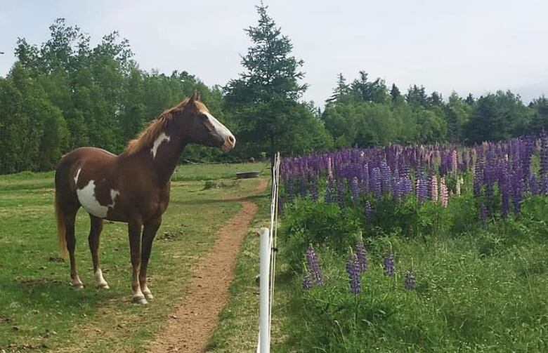 Brown and white horse on one side of fence, purple lupin flowers on other side.