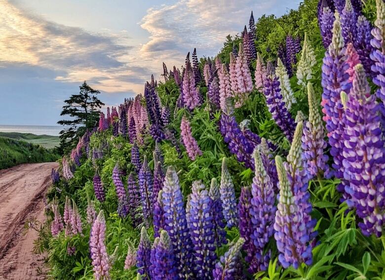 Purple and pink lupins along a red dirt road with clouds in sky.