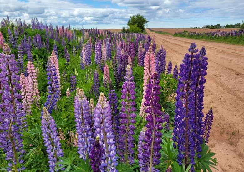 Purple lupins along a pink sandy road.