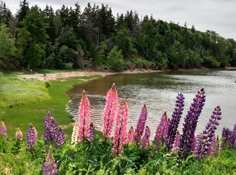 Pink and purple lupins against a backdrop of water and spruce trees.