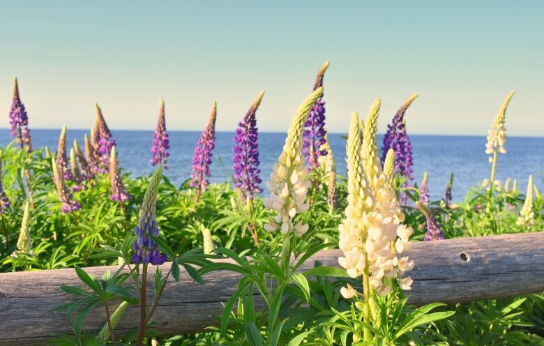 White and purple lupins against a log fence and ocean background. 