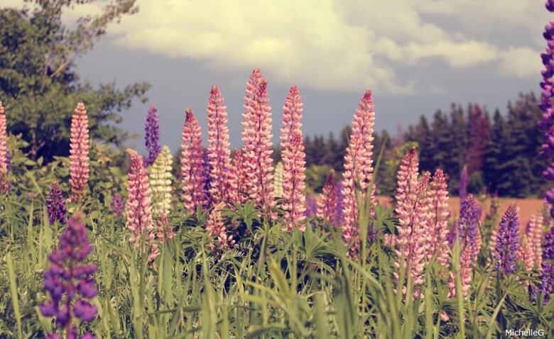 Pink and purple lupin flowers.