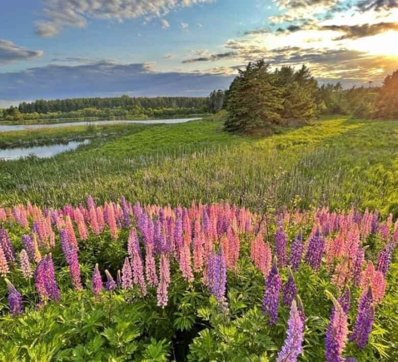 Pink and purple lupin flowers with a green filed, shoreline in background