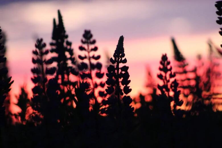 Lupins backlit black against the red sky.