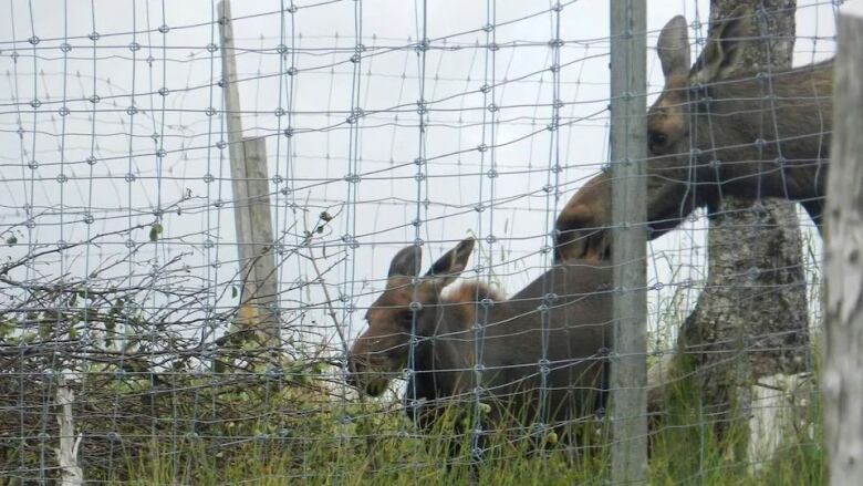 Two moose stand near a large chain fence.