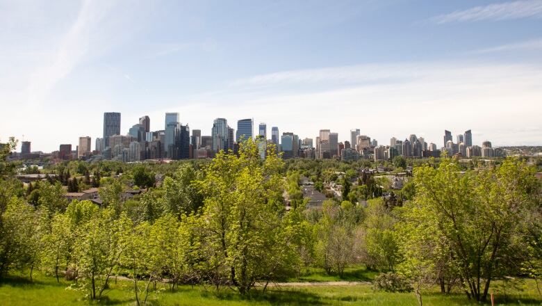 a row of trees in the foreground of an image. the grass is green, the sky is blue. a city skyline appears in the background.