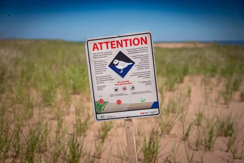 Sign at beach asking people not to disturb piping plovers.