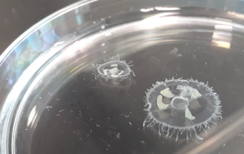 Small jellyfish seen from above in a pool of water.