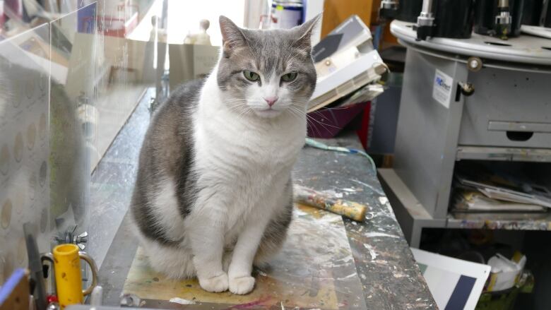 A grey and white cat.