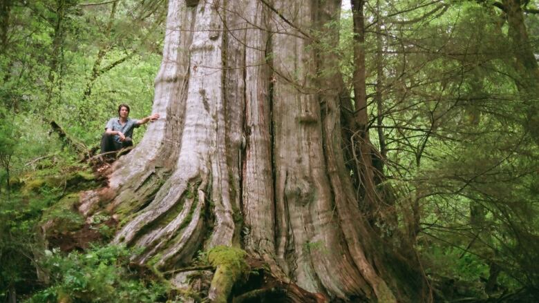 A western red cedar growing in a remote part of North Vancouver's Lynn Headwaters Regional Park is estimated to be between 4.8-5.8 metres in diameter, depending on the method used to calculate diameter at breast height (DBH).