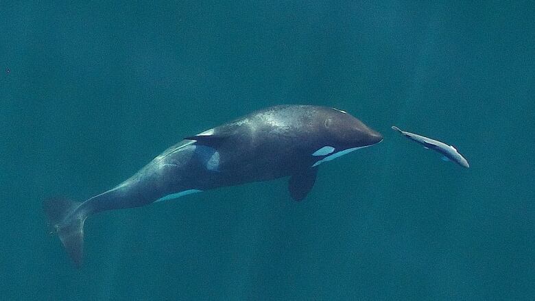 A southern resident killer whale, one of two orca groups found off B.C.'s coast, chases a salmon. This individual, known to researchers as L121, was photographed as part of a study on the at-risk species diets and nutritional well-being.