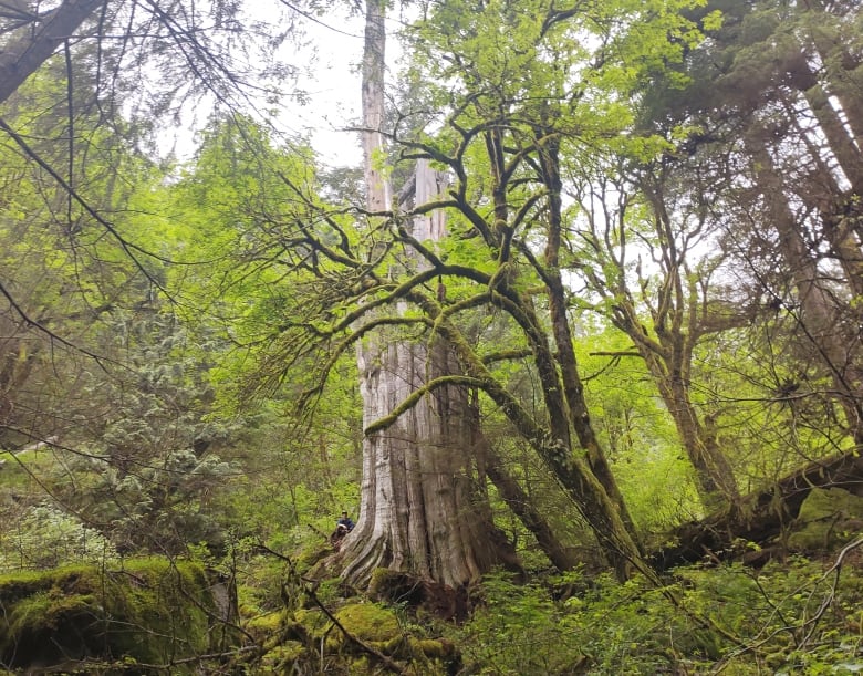 Big-tree searcher Colin Spratt stands with a very large western red cedar in North Vancouver's Lynn Headwaters Regional Park.