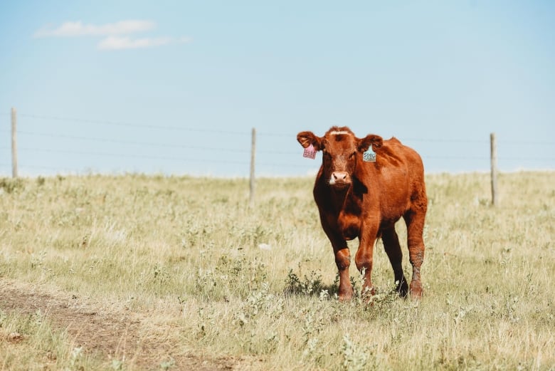 A cow stands in a field.