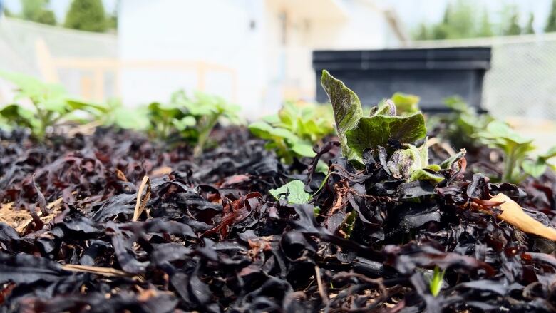 Seaweed is shown layers in a garden with a plant sticking out. 