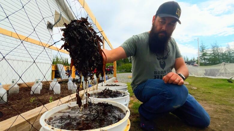 David Elson holds up a glob of seaweed from a bucket with brown water. The seaweed is partially broken down but has a long way to go before it's turned into a slurry soup for his plants. 