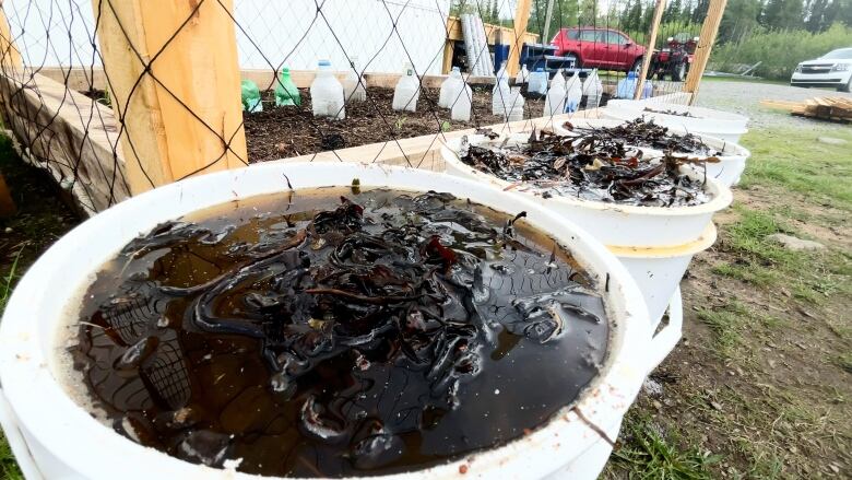 Seaweed soaks in brown water in buckets as it's slowly breaking down over the summer into a slurry soup for plants. 