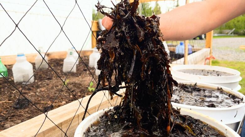 David Elson holds up a glob of dark seaweed, dripping from a bucket of brown water where it's breaking down. 