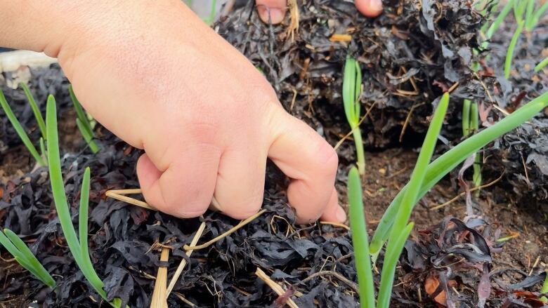 David Elson lifts a layer of seaweed off his onion plants. The layer lifts off like a lid, showing the plants and brown soil underneath. 