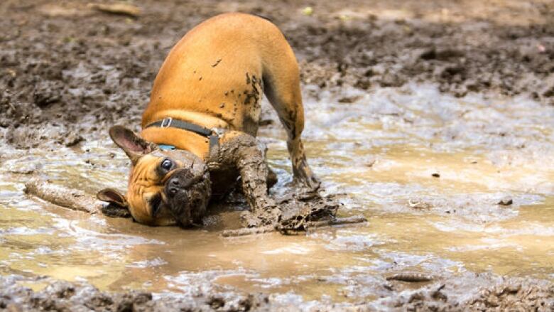 Dog in a puddle.