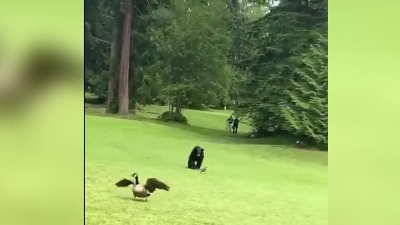 Black bear is romping towards the camera on a field of green grass. A tiny baby goose is beneath it, and a larger goose is to its right with its wings spread out. Two people are visible well in the background with golf equipment.