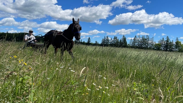 Young man practises harness racing with brown horse in a hay field.