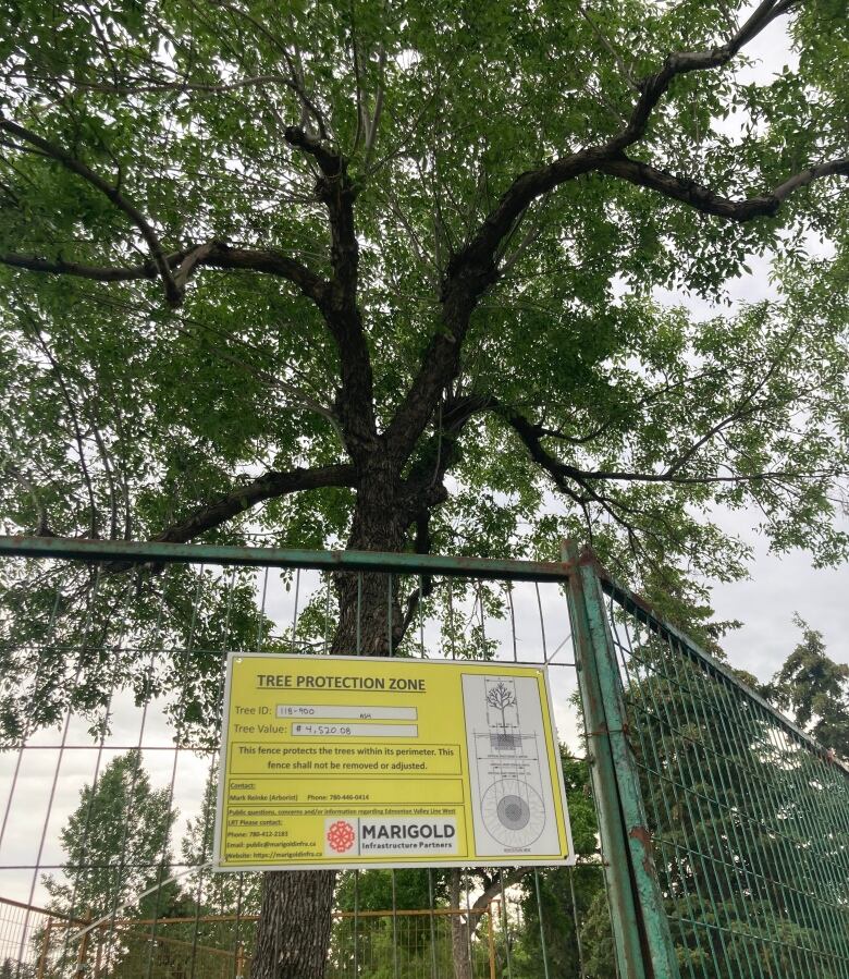 A tree sits behind a green fence with a sign that has its monetary value posted.