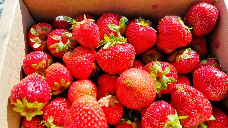 Dozens of strawberries sit in a box.