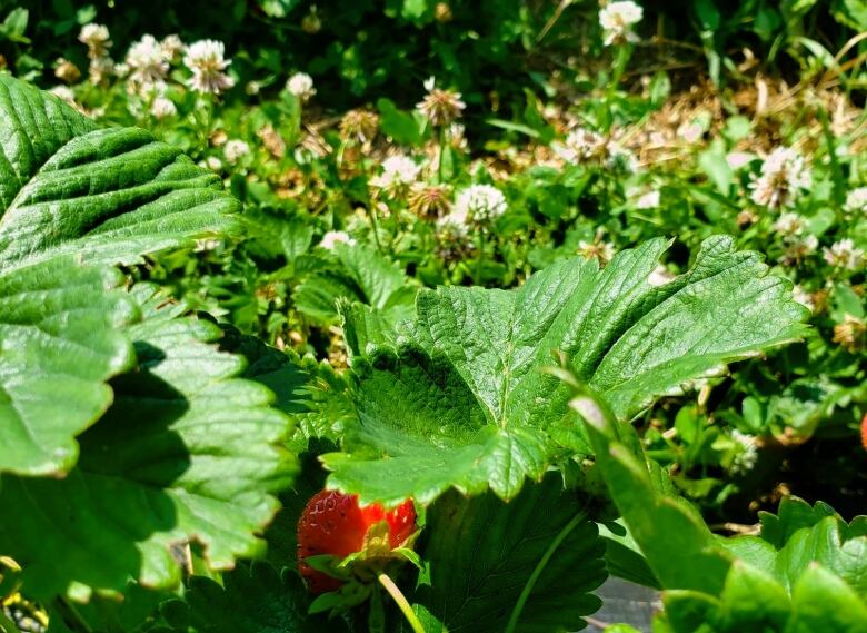 Clover can be seen behind a strawberry plant.