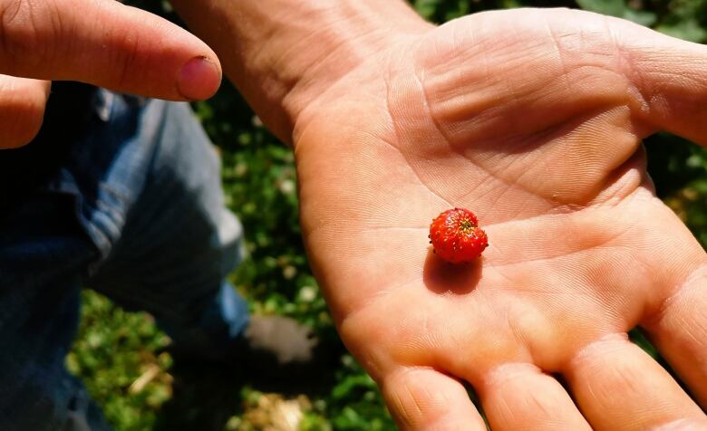 A very, very small strawberry sits in the palm of a local farmer.