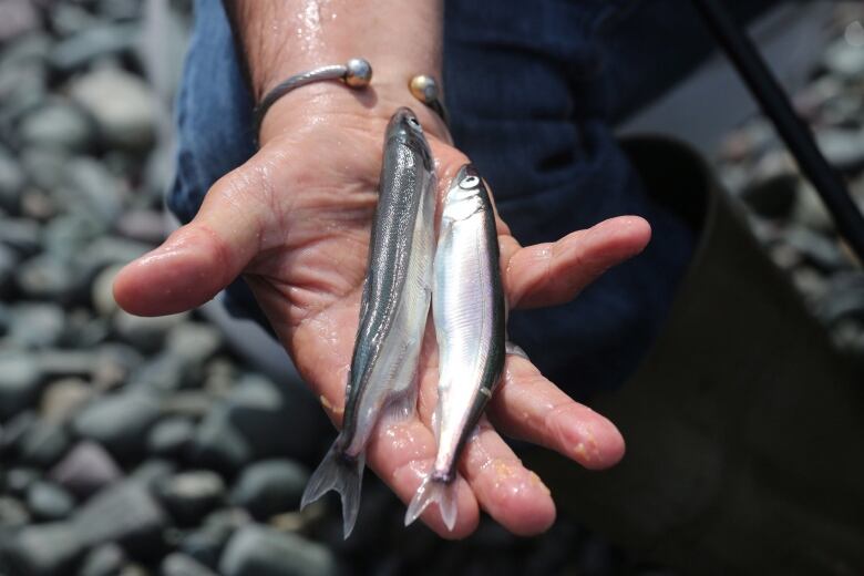 Two small capelin, a male and a female, sit on a man's hand. In the background are beach stones. 